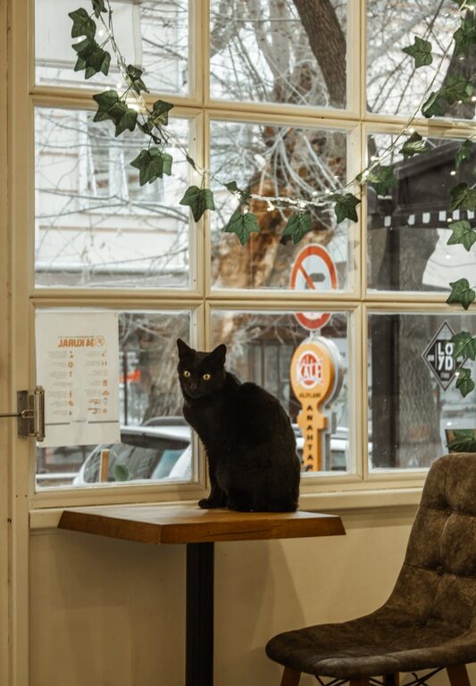 How to Set Up a Pet-Friendly Home Corner for Your Furry Friend